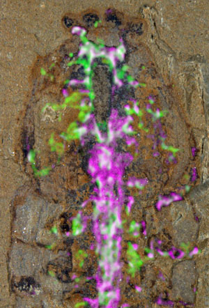 Отпечаток древнего морского членистоногого со следами нервной системы (PaleoNews)