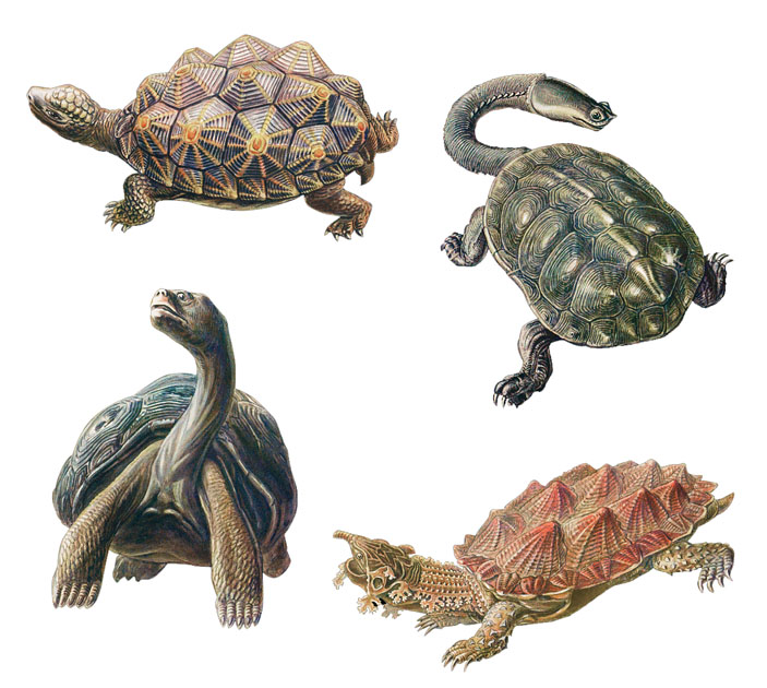 Черепахи («Горький»)