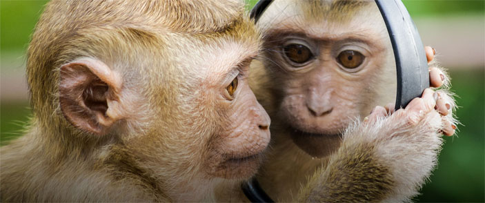 Обезьяна («Горький»)