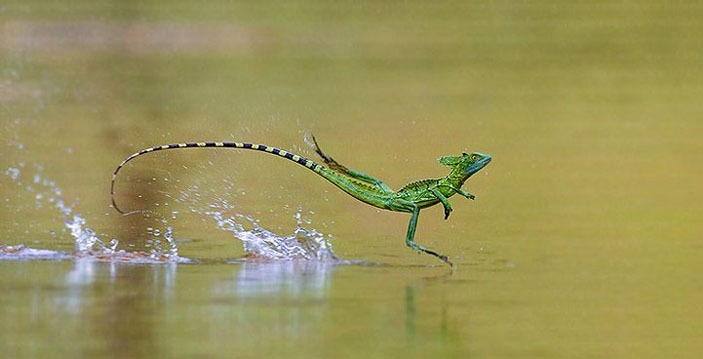 Василиск, бегущий по воде. Фото с сайта pinterest.ru