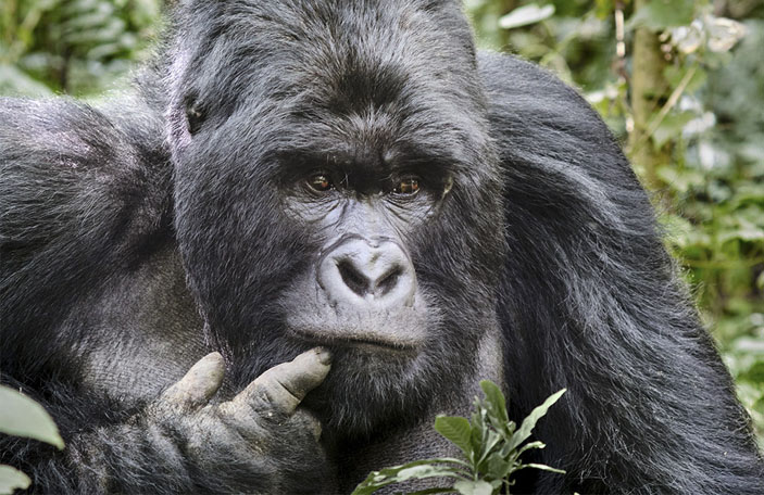 Горилла («Горький»)