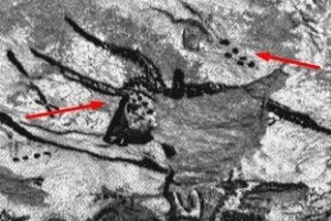 Палеолитическая живопись («Горький»)