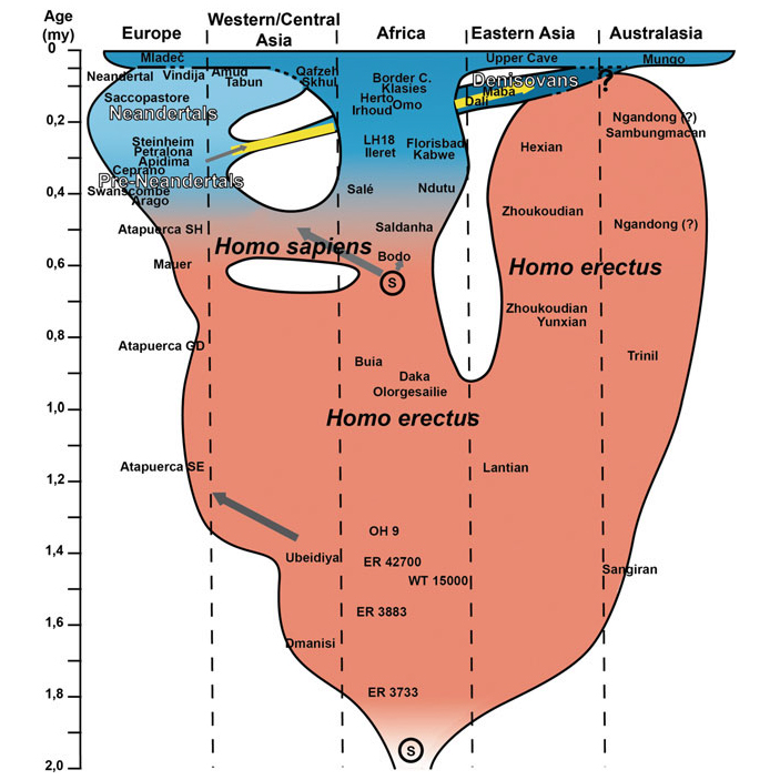 Эволюционное древо Homo sapiens и его ближайших родственников из статьи Гюнтера Бройера, опубликованной в 2014 году, т. е. через два года после оригинального издания обсуждаемой книги Стрингера