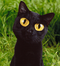 Фото с сайта www.thecatgallery.com