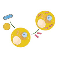 Схематичное изображение сценария двойного эндосимбиоза