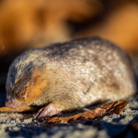 Златокрот Винтона