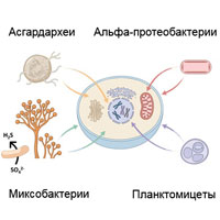 Эукариотическая клетка «собрана» не из двух, а из четырёх прокариот
