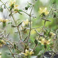 Плотоядная камнеломка Saxifraga candelabrum и различные насекомые, прилипшие к разным вариантам железистых волосков