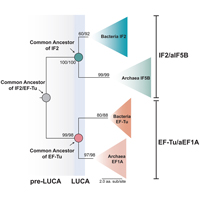 Филогенетическое дерево пары универсальных паралогов на примере факторов инициации и элонгации трансляции