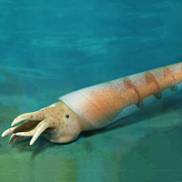 Реконструкция раннекембрийского беспозвоночного Eoceras shaanxiense