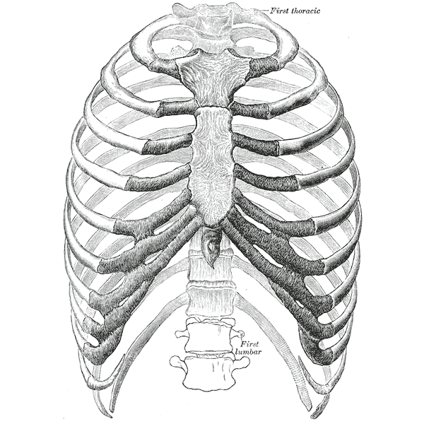 Человеческие ребра имеют некоторые черты метамерной симметрии