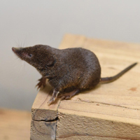 Когтистая бурозубка (Sorex unguiculatus)