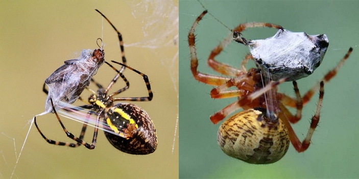 Какие узлы использует паук, когда плетёт паутину?