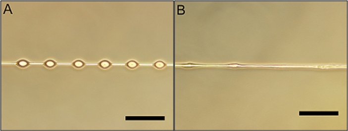 Какие узлы использует паук, когда плетёт паутину?