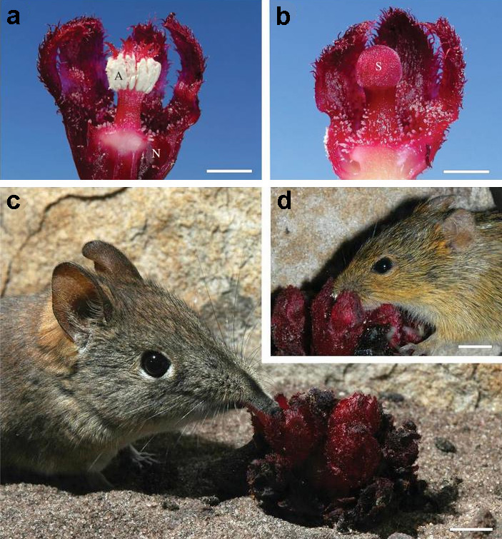 Южноафриканское растение-паразит Cytinus visseri и коротконосые прыгунчики