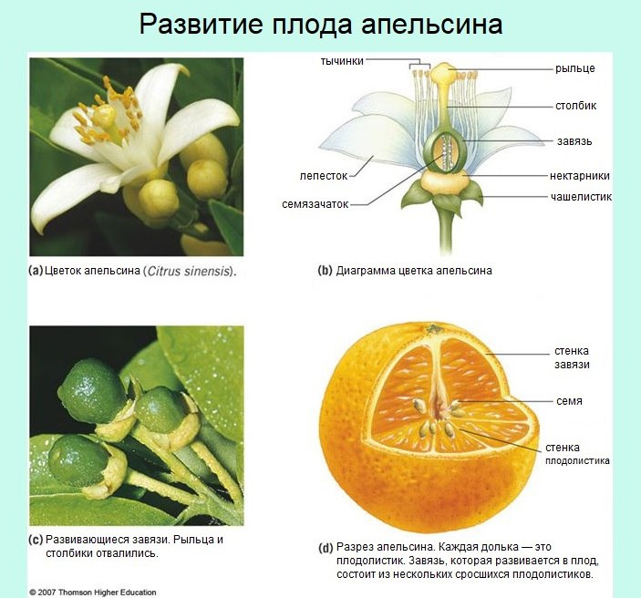 Стадии развития плода апельсина