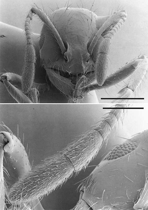 Рис. 2. На усиках муравья расположены джонстоновы органы, а также много трихоидных сенсилл, но неизвестно, достаточно ли они чувствительны, чтобы слышать звуки