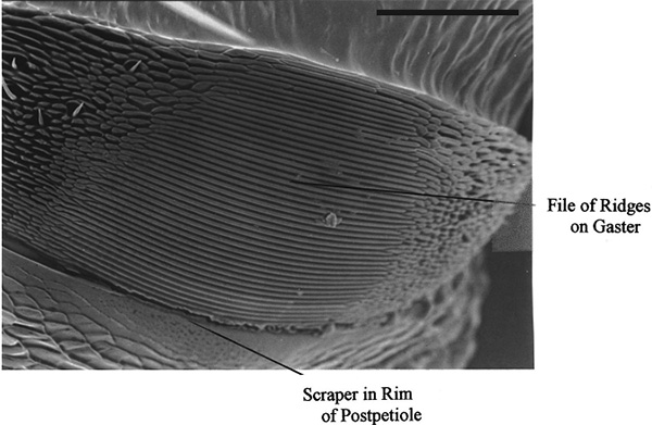 Рис. 3. Большинство муравьев издают звуки с помощью трения брюшка (Gaster) о стебелек (Postpetiole)