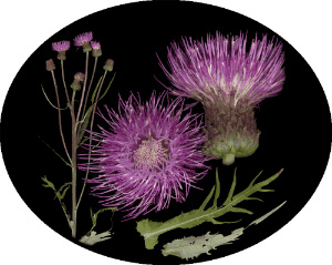 Бодяк полевой (Cirsium arvense). Фото с сайта www.ecosystema.ru