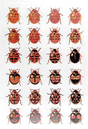 Биологический вид – не просто совокупность особей, а система со сложной внутренней структурой, каждый элемент которой (подвид, популяция, стадо, семья, особь...) по-своему уникален и вносит свой вклад в разнообразие и жизнеспособность вида. Какие элементы этой структуры нужно охранять, чтобы сохранить вид как целое?