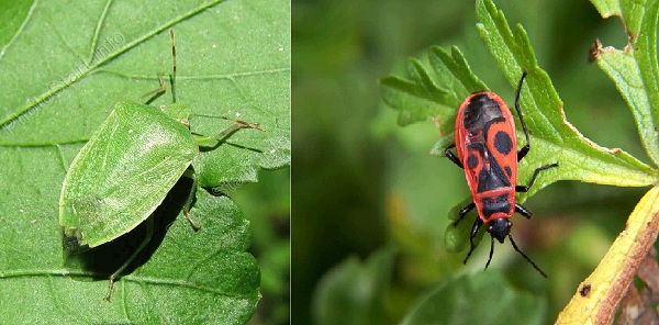Рис. 1. Криптическая и апосематическая окраска. Слева зеленый древесный клоп, сливающийся с окружающей средой. Справа клоп-солдатик, предупреждающий хищников о своей несъедобности.