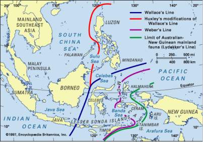 Знаменитая линия Уоллеса, которой разделяет Австралийскую и Ориентальную биогеграфические области. По обе стороны этой линии живут разные виды птиц, насекомых, наземных животных и рыб. Картинка с сайта http://www.people.eku.edu/.