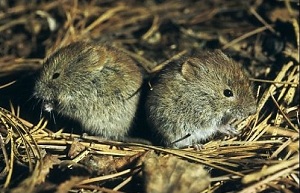 Рис. 2. Два молодых самца красной полевки. Фото с сайта http://www.amazon.co.uk/Photographic-Print-Northern-red-backed-VOLE/dp/B001NTCWKS