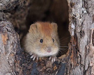 Рис. 2. Красная полевка (<i>Myodes rutilus</i>). Фото с с сайта http://www.amazon.co.uk/Photographic-Print-Northern-red-backed-VOLE/dp/B001NTCWKS