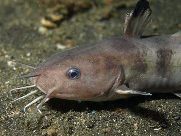 Электрический сом <i>Clarias macrocephalus</i>.\n