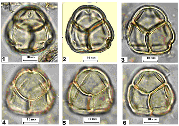 Нормально развитая тетрада представителя сем. Вересковые