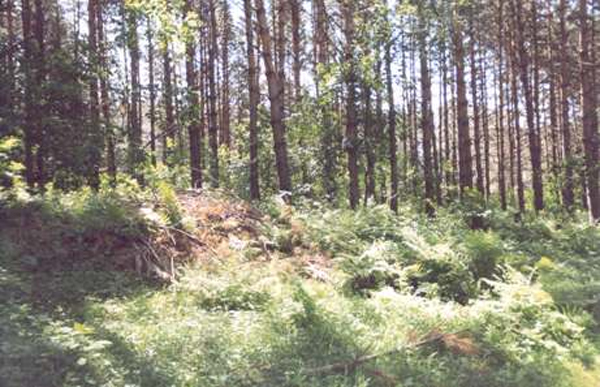 Антропогенное воздействие на хвойную растительность. Недоразвитость крон, отсутствие подлеска и травянистого покрова снижают кислородную продуктивность леса.