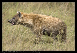 Из всех млекопитающих брато- и сестроубийство более всего распространено у пятнистых гиен (Crocuta crocuta) (фото с сайта http://www.wildlife-photo.org/gallery-ru/photography/wildlife-animals-pictures/)