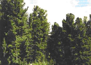 Кедровый лес в Сибири. Несмотря на сложные внутрипопуляционные и экосистемные связи кедровых лесов, ученые научились вполне адекватно прогнозировать их состояние, темпы прироста, динамику запасов. Фото с сайта www.fo-sibirski.ru/about/clause/119/94234/