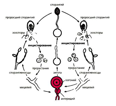 Жизненный цикл фитофторы.