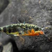 Трехиглая колюшка (Gasterosteus aculeatus)