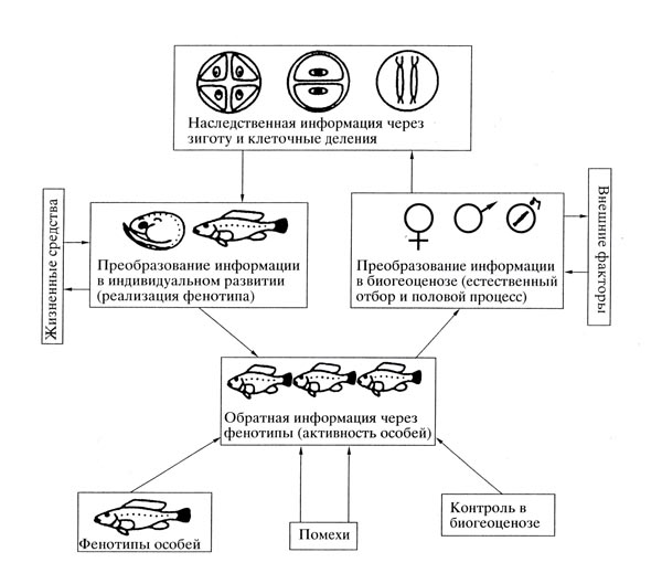 Схема кибернетического подхода И.И. Шмальгаузена.