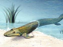 «Выход рыб на сушу» (конец девонского – начало каменноугольного периода) – классический пример ароморфоза. Впрочем, «вышли на сушу» не сами рыбы, а их потомки – примитивные четвероногие, первые представители которых, такие как ихтиостега, акантостега и др., еще были полностью водными животными, хотя и имели характерные для четвероногих конечности с пальцами.