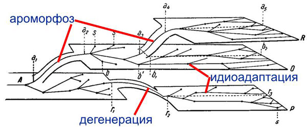 Классическая схема, отражающее соотношение разных форм эволюции по А.Н.Северцову: ароморфоз – подъем на более высокий уровень организации, идиоадаптация – эволюция на одном и том же уровне, дегенерация – упрощение, переход на более низкий уровень организации
