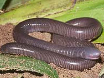 Южноамериканская червяга. В ее мозгу, как и у других безногих земноводных, нет центра управления конечностями. Это означает изначальное отсутствие конечностей, а не их вторичную утерю.