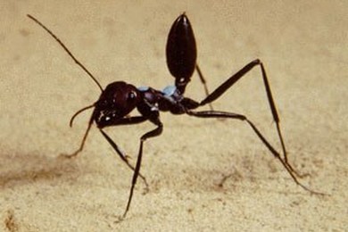 Муравей-фаэтончик Cataglyphis pallida