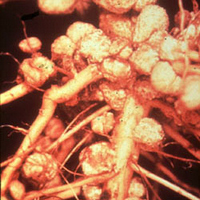 Клубеньки на корнях сои. Бактерии-ризобии, живущие в клубеньках, переводят атмосферный азот в доступную для растений форму (аммоний), получая взамен комфортные условия жизни и все необходимые питательные вещества. Фото с сайта www.uoguelph.ca