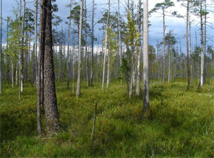 Сосново-сфагновое болото.