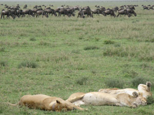 Математическое моделирование показало, что способность предугадывать пространственные перемещения жертв жизненно важна для хищников. У этих львов из национального парка Серенгети (Танзания) сезонная миграция антилоп гну не вызывает беспокойства: хищники прекрасно знают, куда направляются их жертвы. Фото с сайта http://lh3.ggpht.com