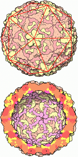 Капсид (оболочка) типичного пикорнавируса имеет форму икосаэдра. У риновирусов (на рисунке) капсид состоит из 60 идентичных \&\#39\;деталей\&\#39\;, каждая из которых составлена из белковых молекул четырех типов (они обозначены красным, розовым, желтым и сиреневым цветами). Рисунок с сайта http://www.pdb.org