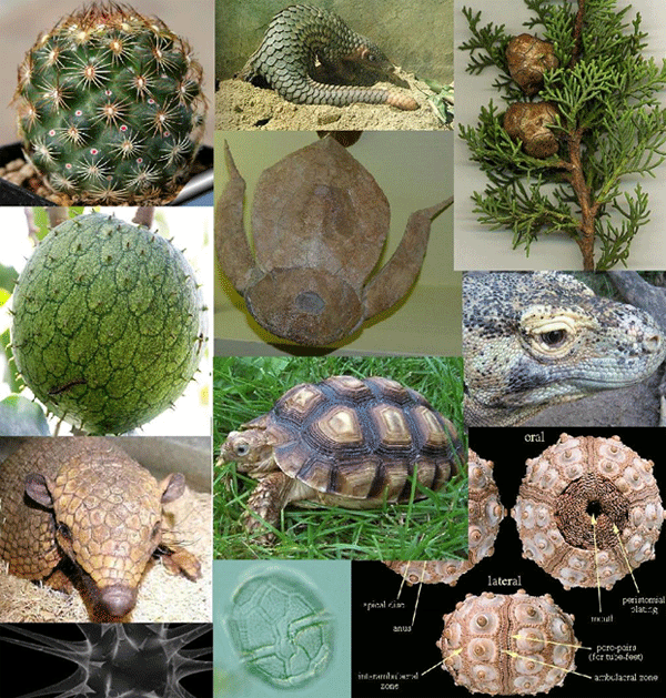 Рис. 5. Некоторые организмы, к которым, возможно, приложима описанная в статье методика.