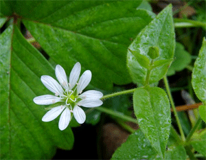 Звездчатка средняя, или мокрица (Stellaria media) - одно из немногих растений средней полосы, цветущее в течение всего вегетационного сезона. Источник: http://club.foto.ru/gallery/images/preview/2008/10/31/1217283.jpg