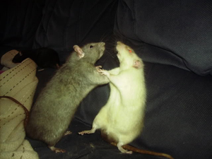 Общественная жизнь многих грызунов полна жестоких конфликтов и безжалостной борьбы за власть.