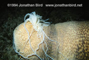 Эвисцерация: голотурия выбрасывает наружу часть своего кишечника.