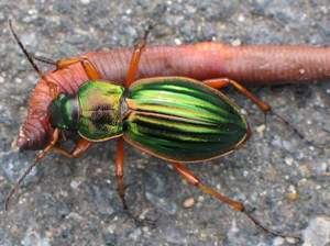 Жужелица Carabus auratus