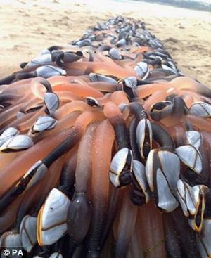 Морские уточки (усоногие раки надсемейства Lepadomorphа – типичные представители океанических обрастаний.